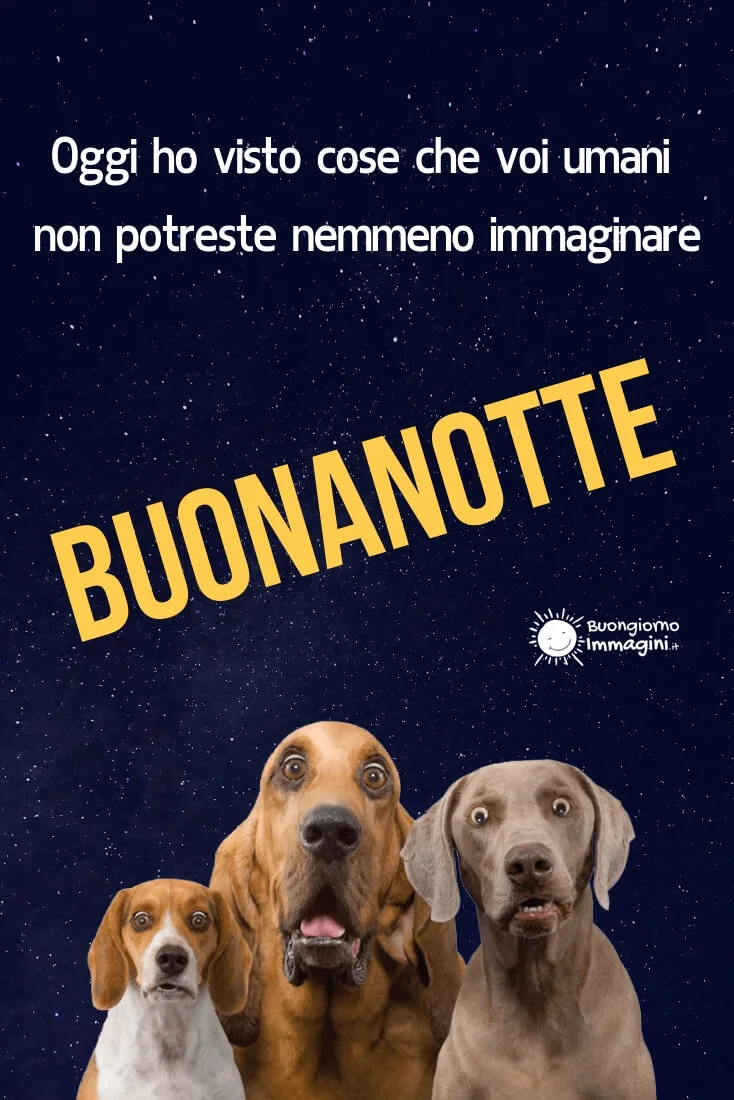 buonanotte cane
