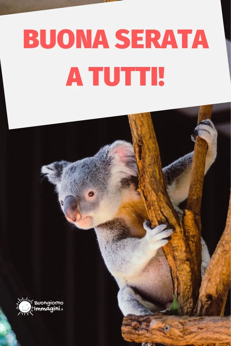 buona serata con animali