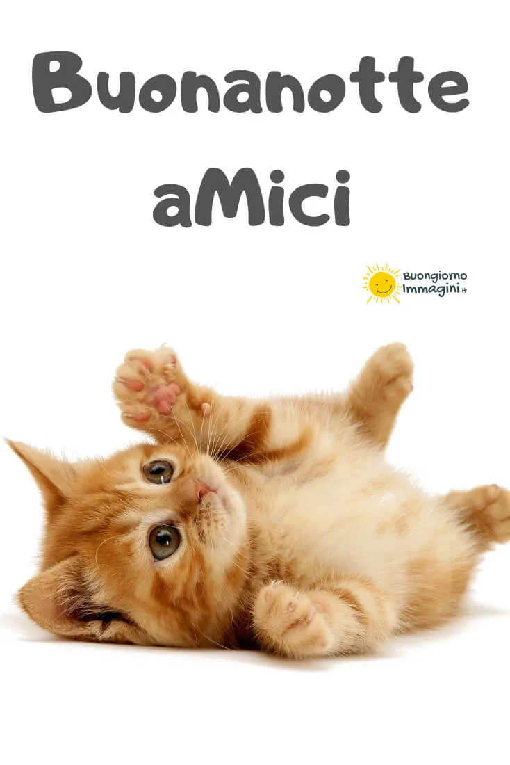 buonanotte gatti