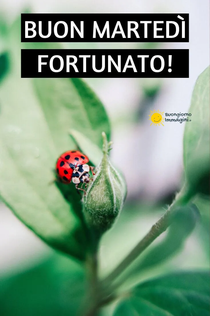 immagini buongiorno martedi