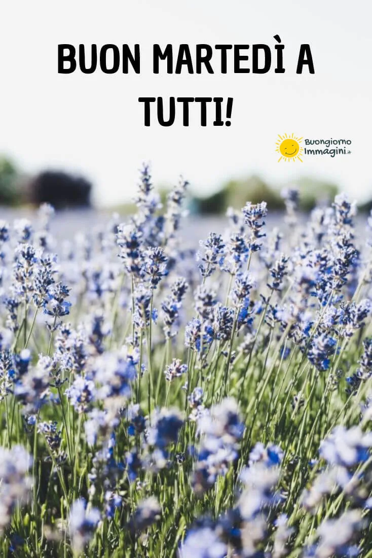 immagini buon martedì